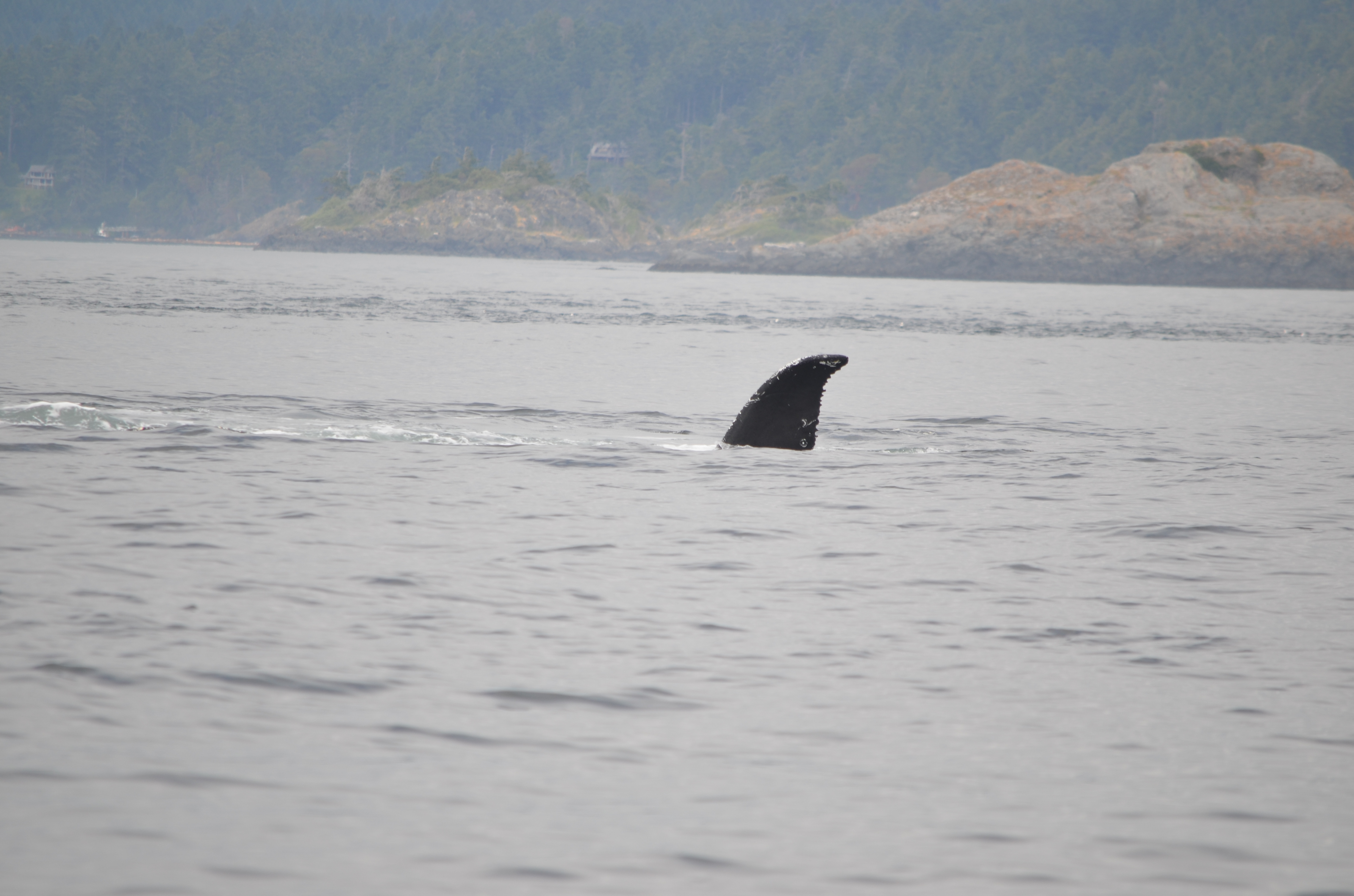 photos/wildlife/Mammal_Species/Humpback Whale/DSC_0206.JPG